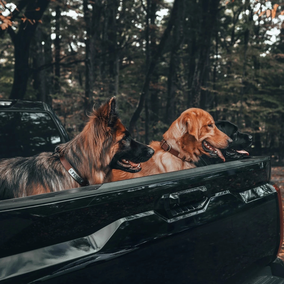 Dogs in Pickup Truck