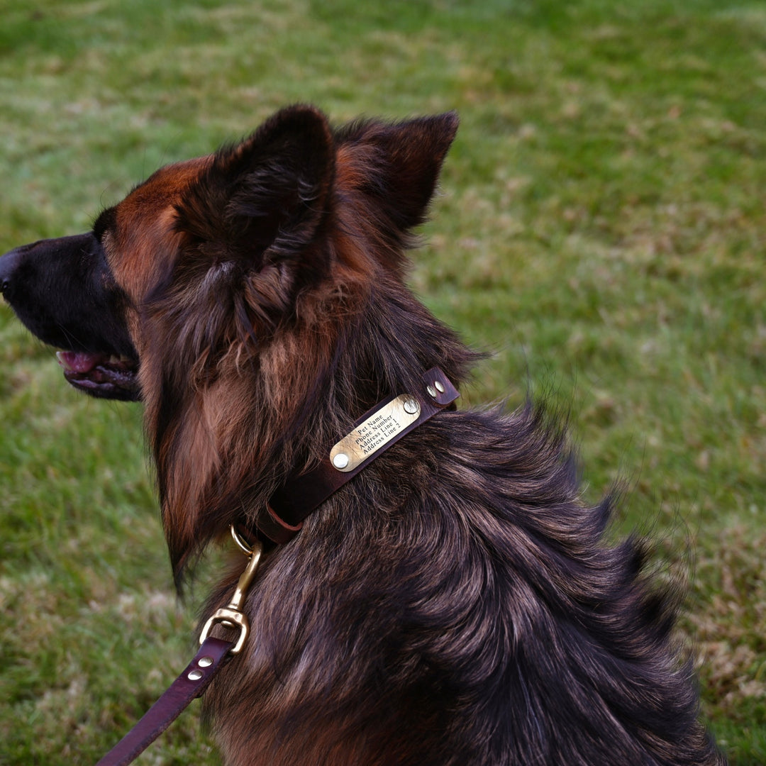 Personalized Hunting Dog Collar - German Shepherd - Lifestyle 3