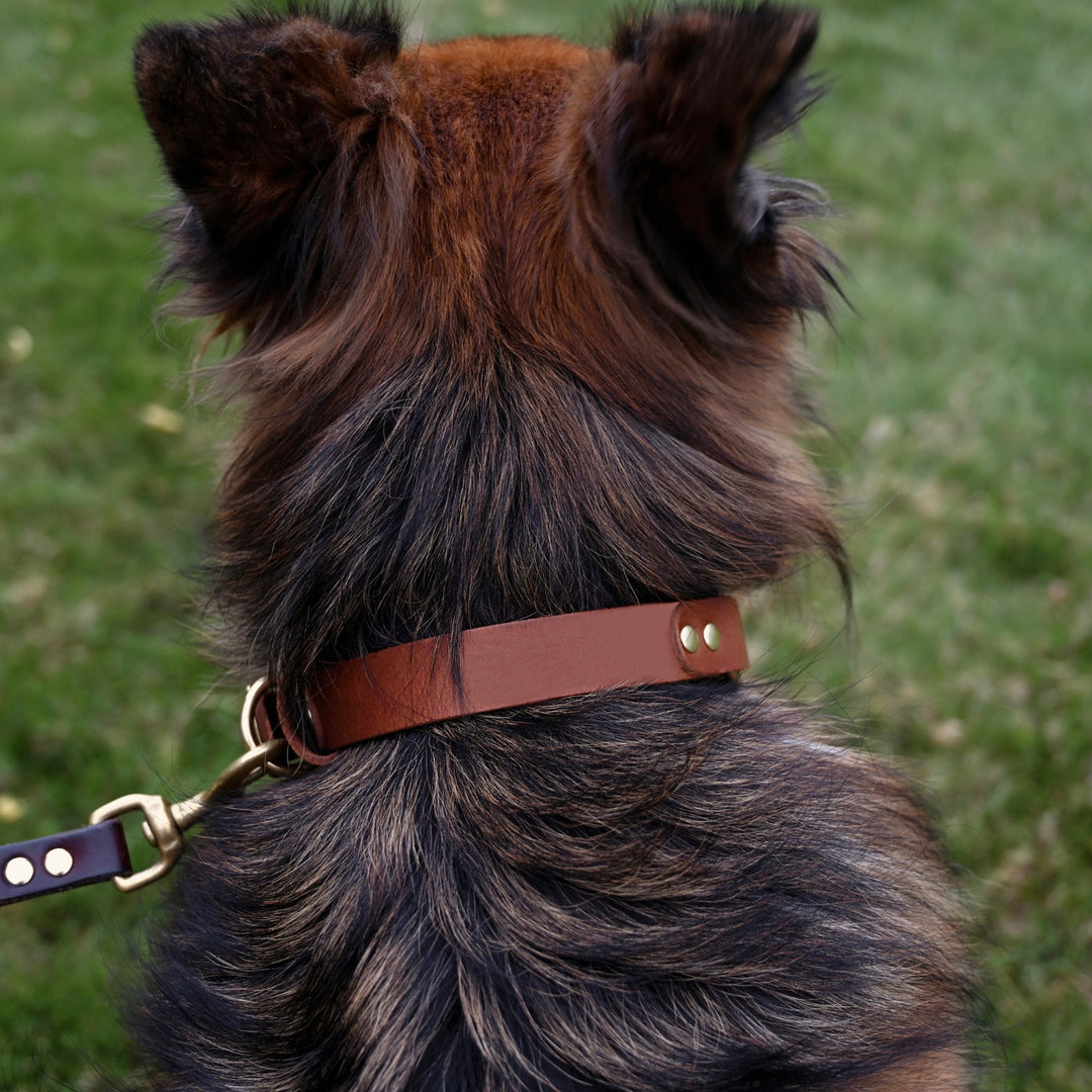 Hunting Dog Collar - German Shepherd